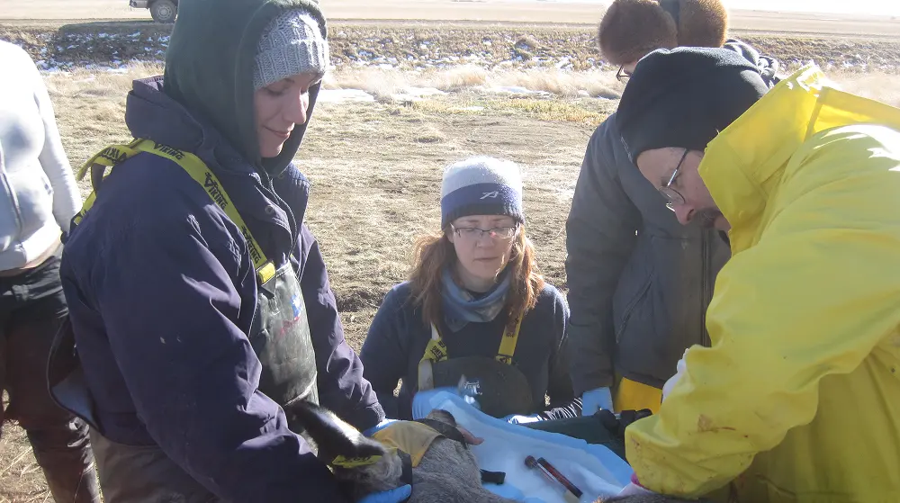Digitizing Wildlife Surveillance For National Resilience - Case Study 1 Rectangle 240648571
